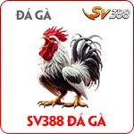 Đá gà SV388 – Trực tiếp đá gà online